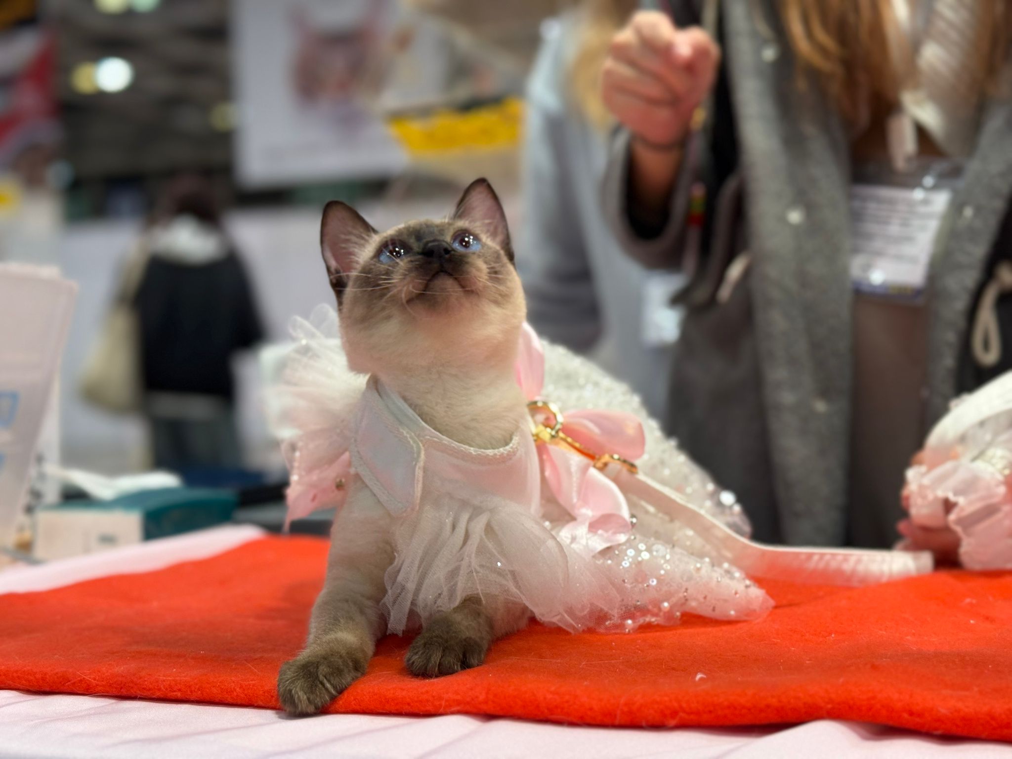 Meow Me Cattery 暹羅貓穿著粉色衣服