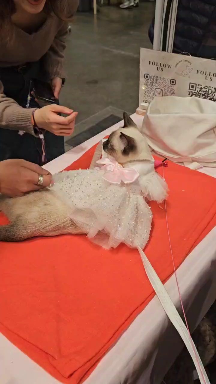 Channel C 訪問 Meow Me Cattery 暹羅貓