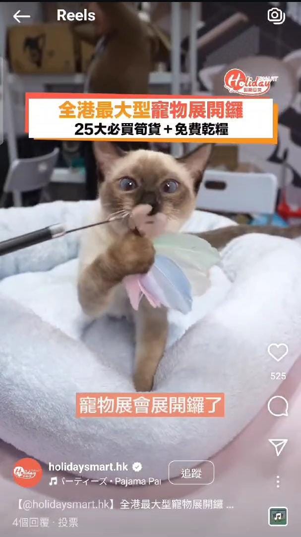 HolidaySmart 寵物展報道 Meow Me Cattery 暹羅貓
