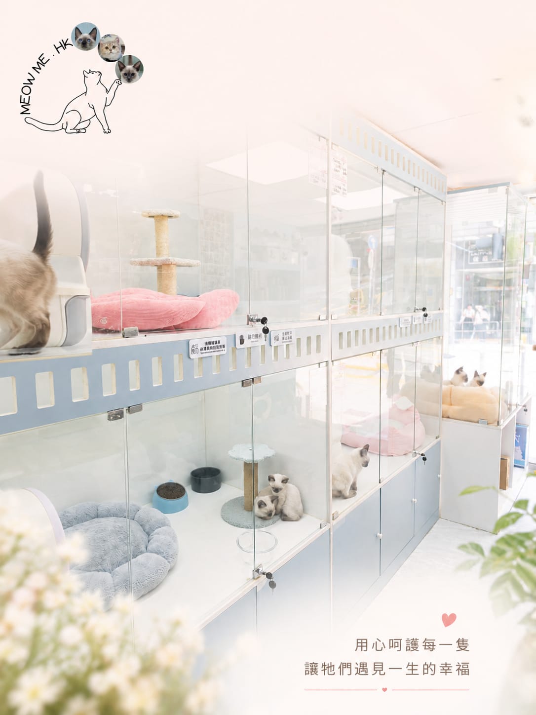 Meow Me Cattery 貓舍環境