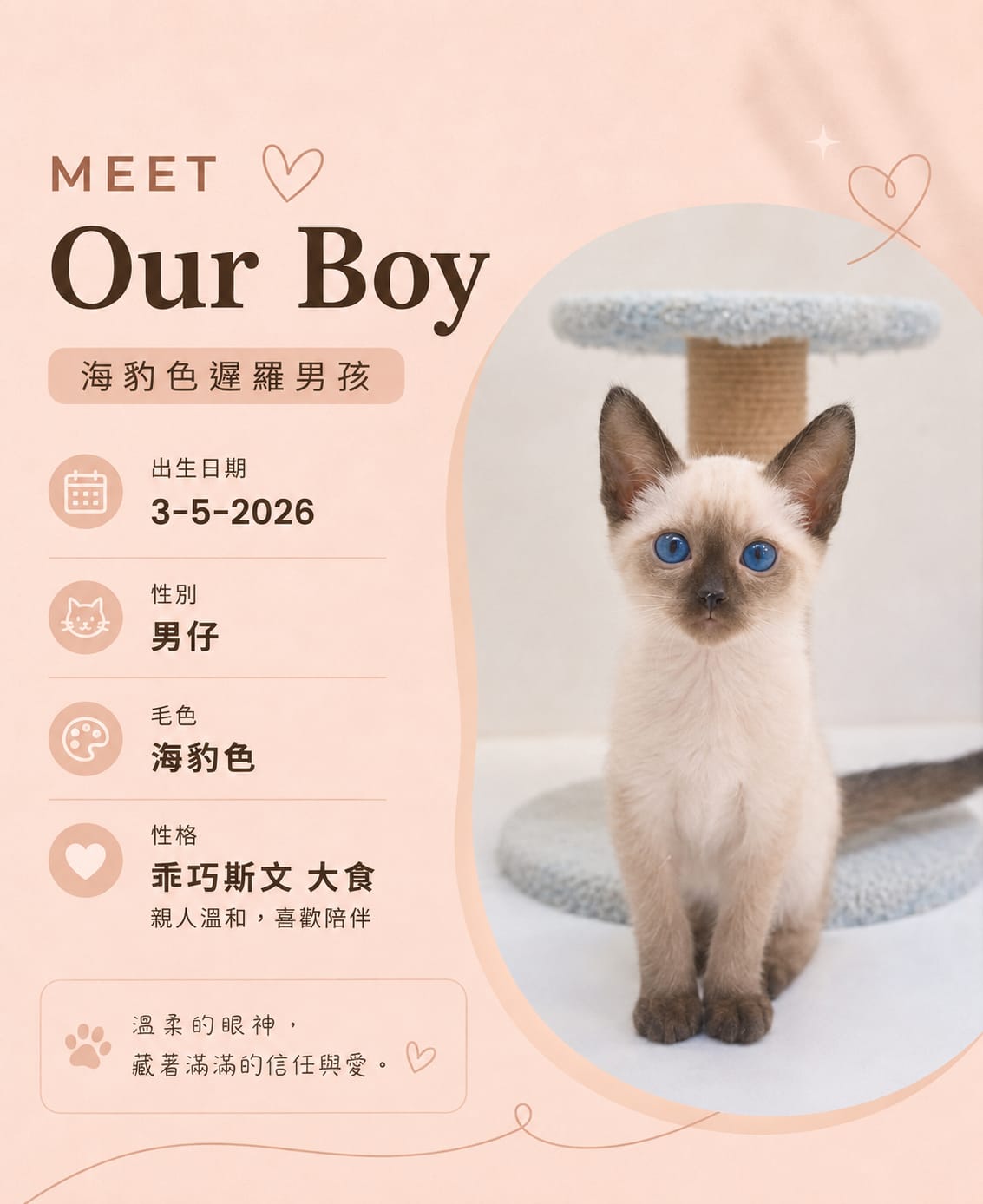 海豹色暹羅男孩海報