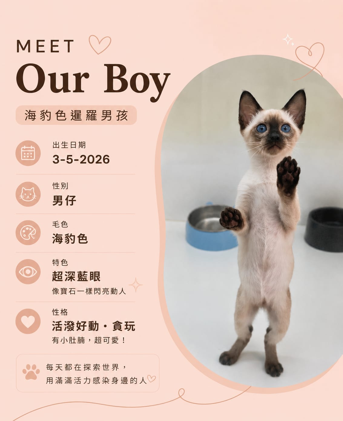 海豹色暹羅男孩海報