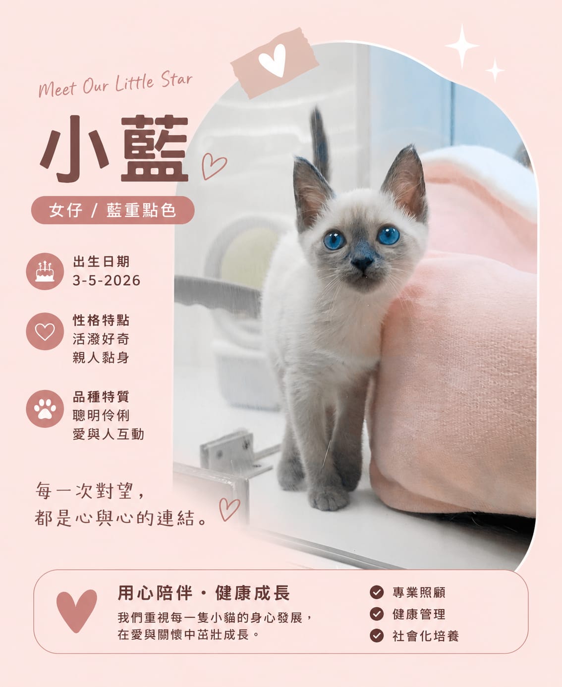 小藍暹羅貓海報