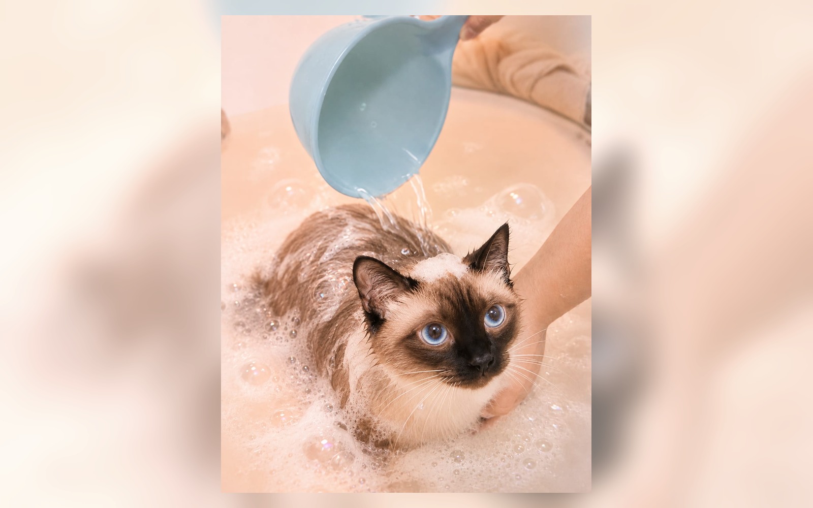 專業 SPA 水療美容禮遇暹羅貓水療相